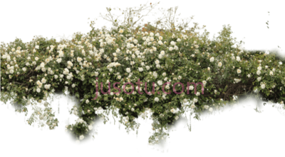 灌木丛,bushes PNG