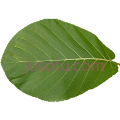 叶子PNG