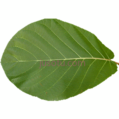 叶子,leaf PNG