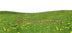 野花PNG