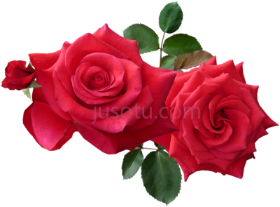 玫瑰,rose PNG