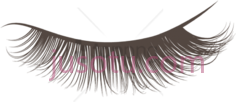 睫毛PNG