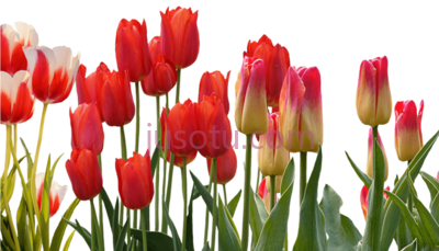 红郁金香,spring your wedding red tulip PNG