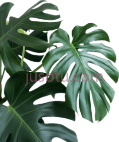 植物PNG