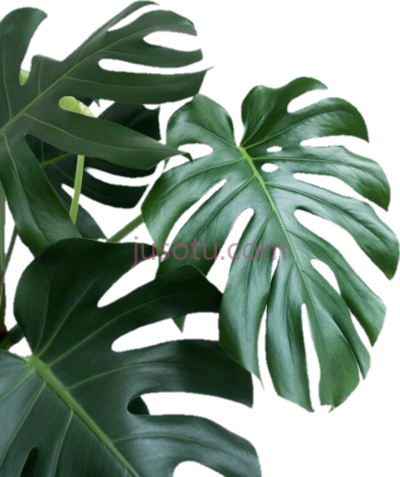 植物,plantas PNG