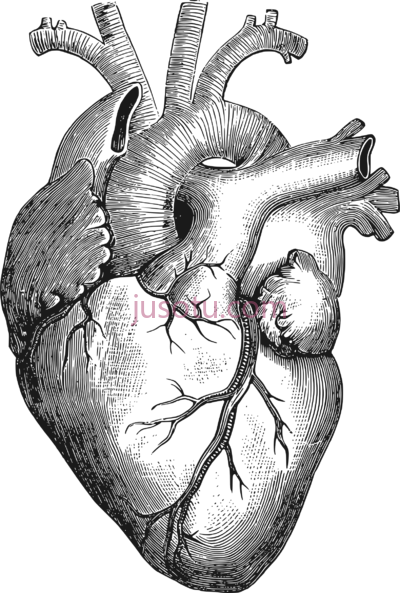 心脏,anatomical big PNG