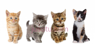 小猫,kitten cats PNG
