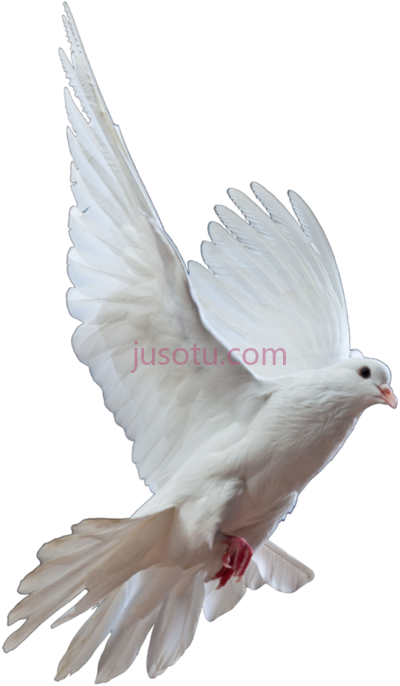 白鸽,dove white PNG