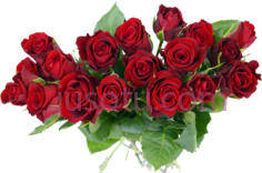 玫瑰花束,rose PNG