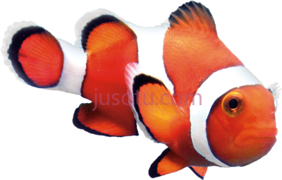小丑鱼,clown fish PNG