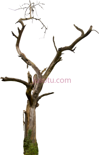 枯枝,dry branches PNG