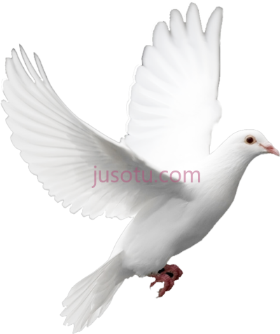 白鸽,kabutar white dove PNG