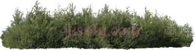 灌木,bush shrub PNG