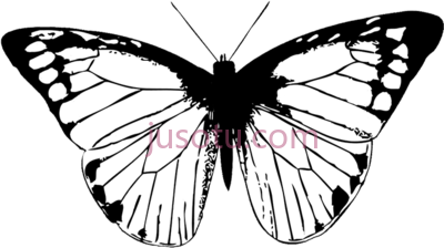 蝴蝶黑翅,butterfly black wings PNG