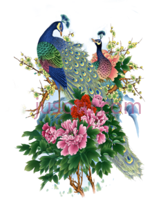 牡丹孔雀花,鸟 PNG