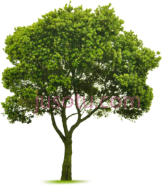 树木,植物,植被,草木 PNG