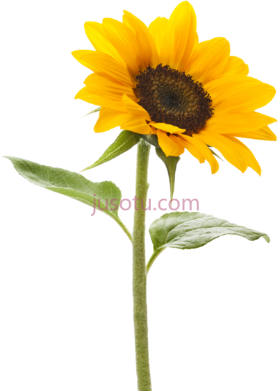 太阳花,sun garden tattoos PNG