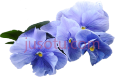 蓝紫罗兰花PNG