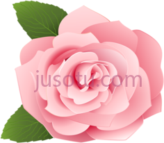 粉色玫瑰花朵PNG