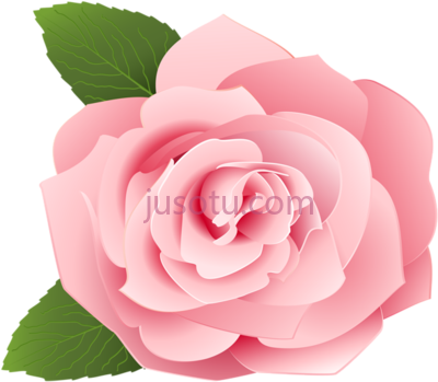 粉色玫瑰花朵,pink flower cartoon PNG
