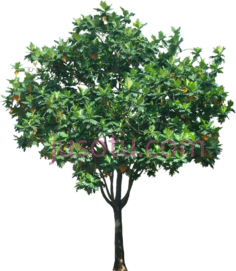 热带植物PNG