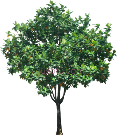 热带植物,tropical plant trees in elevation PNG