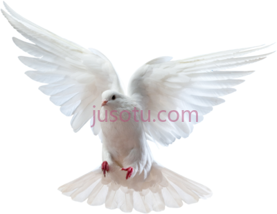 飞鸽,holy spirit dove and bible PNG
