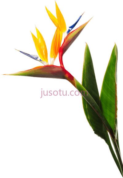 天堂花,paradise flower PNG