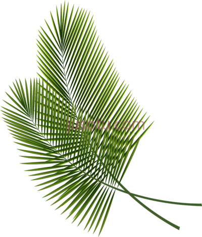热带叶,tropical leaves leaf PNG