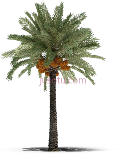 棕榈树,deglet nour dates middle eastern palm tree PNG