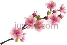 樱花粉,flower PNG