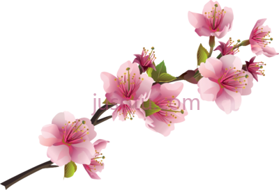 樱花粉,sakura pink PNG
