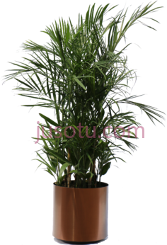 热带植物山竹, PNG