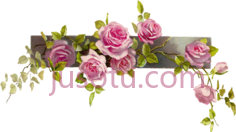 玫瑰线,花 PNG