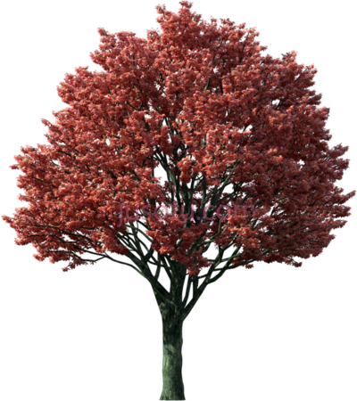 秋季枫树,fall japanese maple PNG