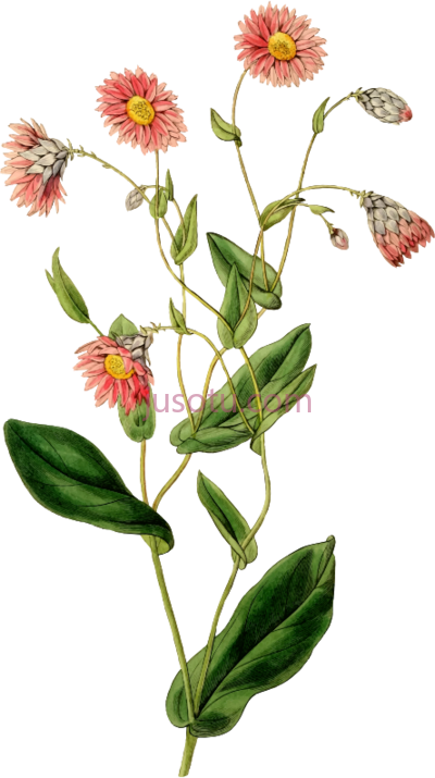 花卉,flower painting naturaleza vintage PNG