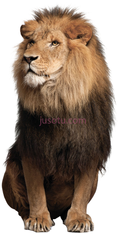 狮子,lion PNG