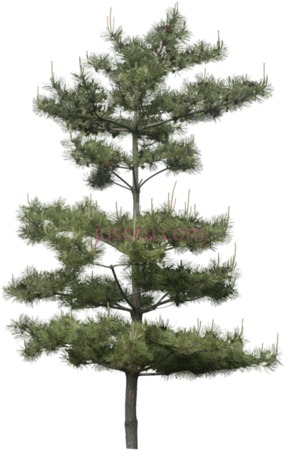 森林砍伐松树,tubes arbres verdures forest slash pine tree PNG