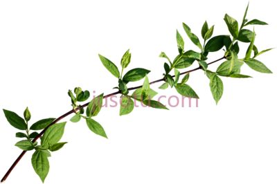 树枝,ramas PNG