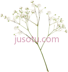 植物白花PNG