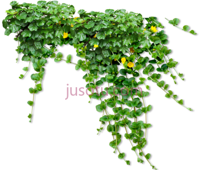 蔓生灌木,shrub vine PNG