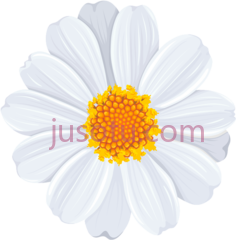 白菊花, PNG