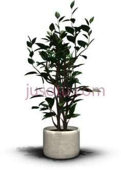 室内植物,盆栽 PNG