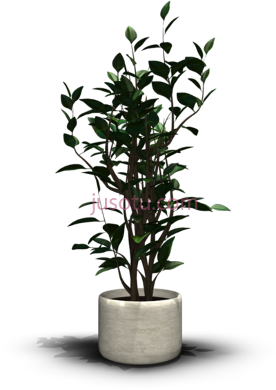 室内植物,house plant PNG