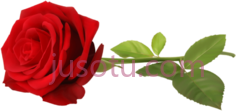 红色玫瑰PNG