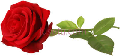 红色玫瑰,red PNG