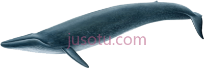蓝鲸,real blue whale PNG