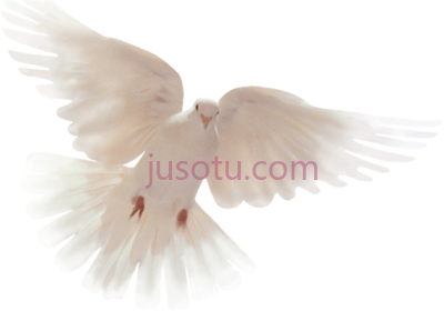 圣灵鸽,holy spirit dove PNG