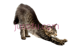 猫伸展PNG