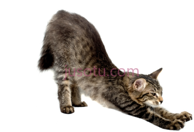 猫伸展,yoga stretch PNG